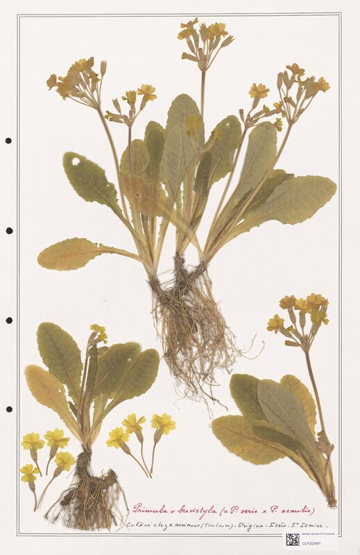 Primula x brevistyla  (Primulaceae)