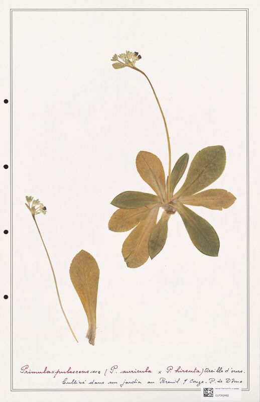 Primula x pubescens  (Primulaceae)