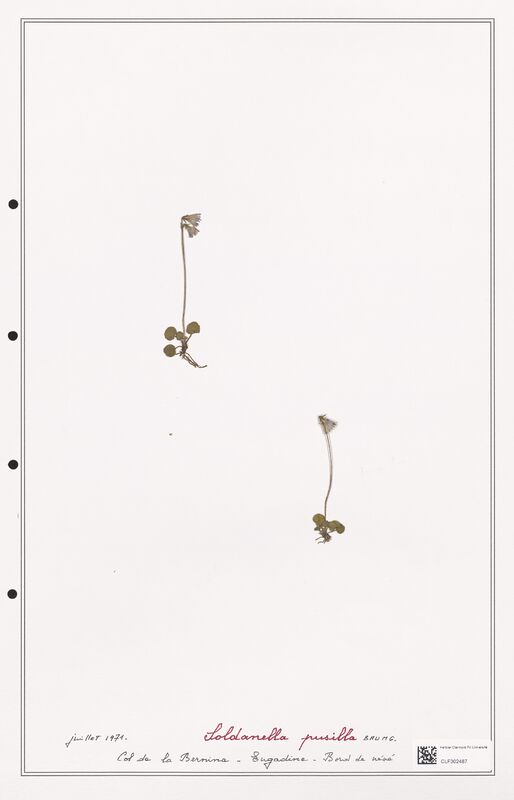 Soldanella pusilla  (Primulaceae)