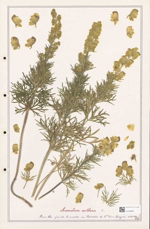 Aconitum anthora  (Ranunculaceae)