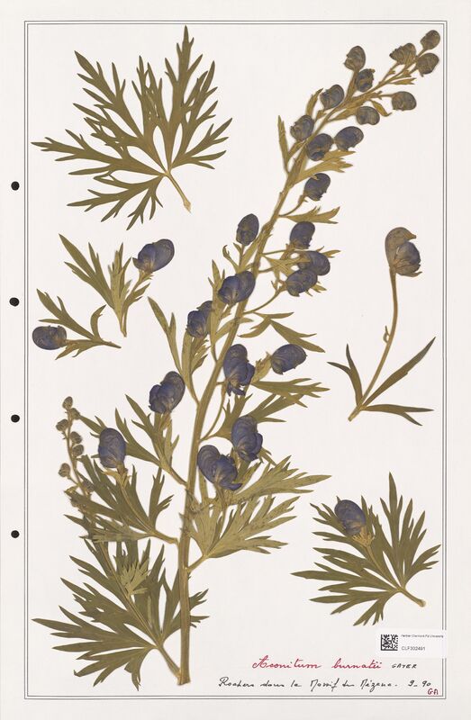 Aconitum burnatii  (Ranunculaceae)