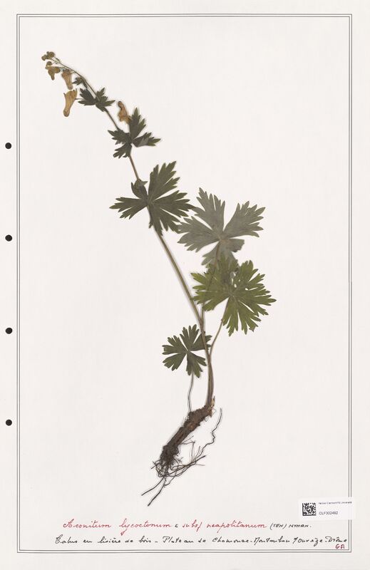 Aconitum lycoctonum  (Ranunculaceae)