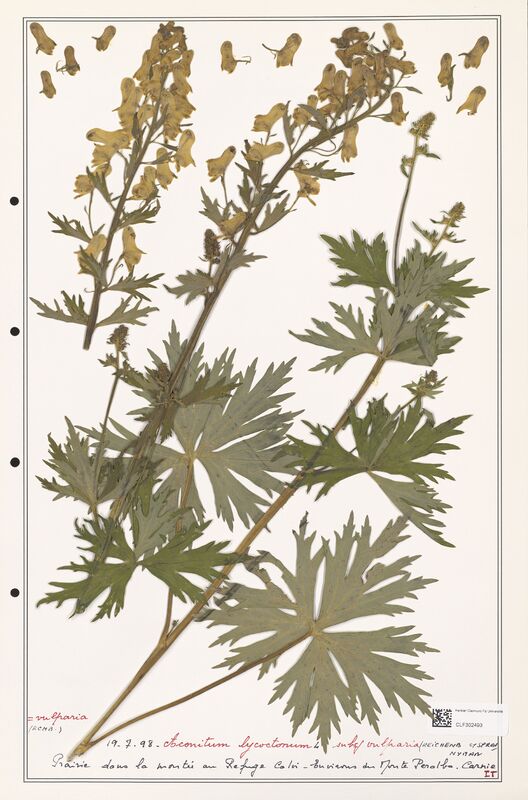 Aconitum lycoctonum  (Ranunculaceae)