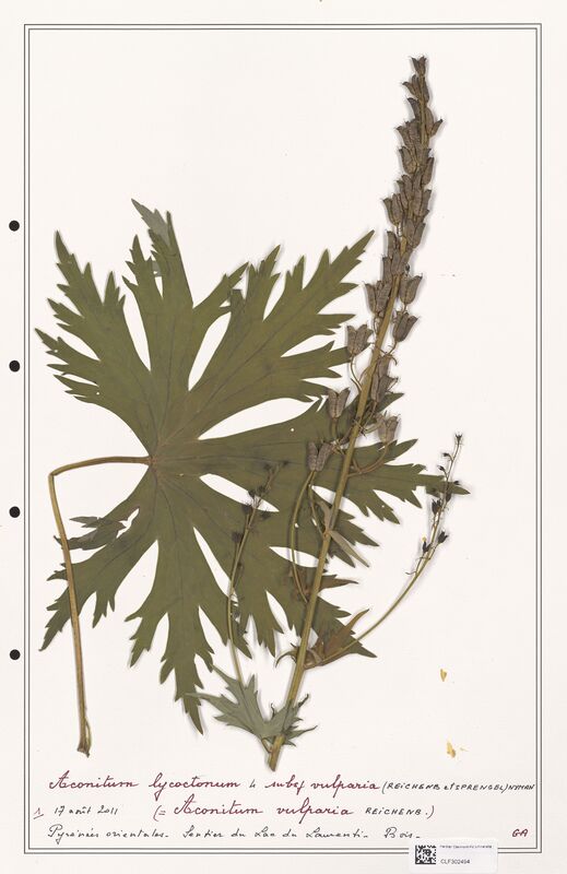 Aconitum lycoctonum  (Ranunculaceae)