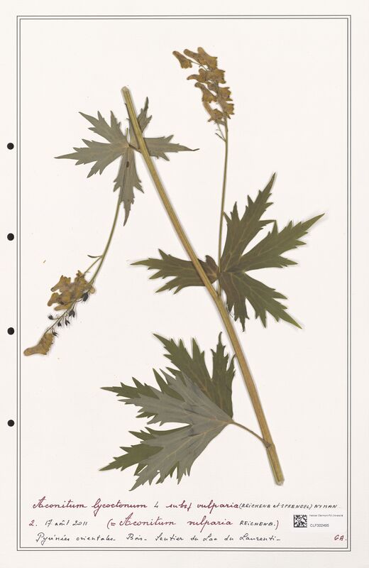 Aconitum lycoctonum  (Ranunculaceae)