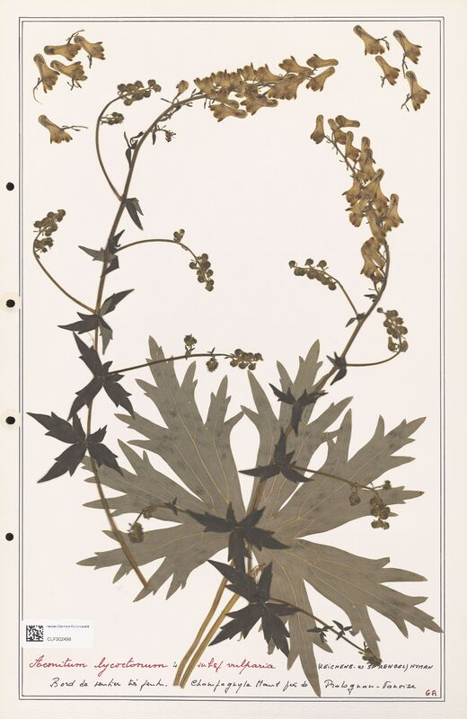 Aconitum lycoctonum  (Ranunculaceae)