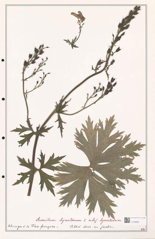 Aconitum lycoctonum  (Ranunculaceae)