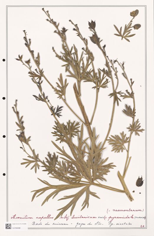 Aconitum napellus  (Ranunculaceae)