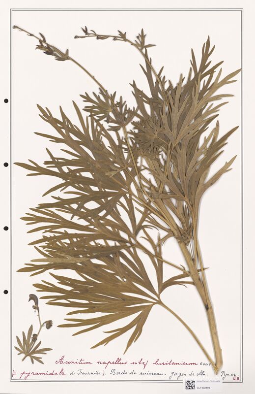 Aconitum napellus  (Ranunculaceae)