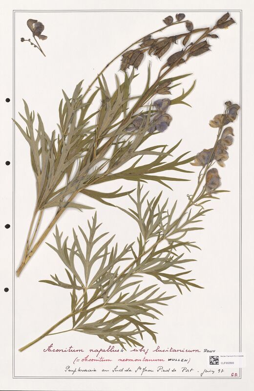 Aconitum napellus  (Ranunculaceae)