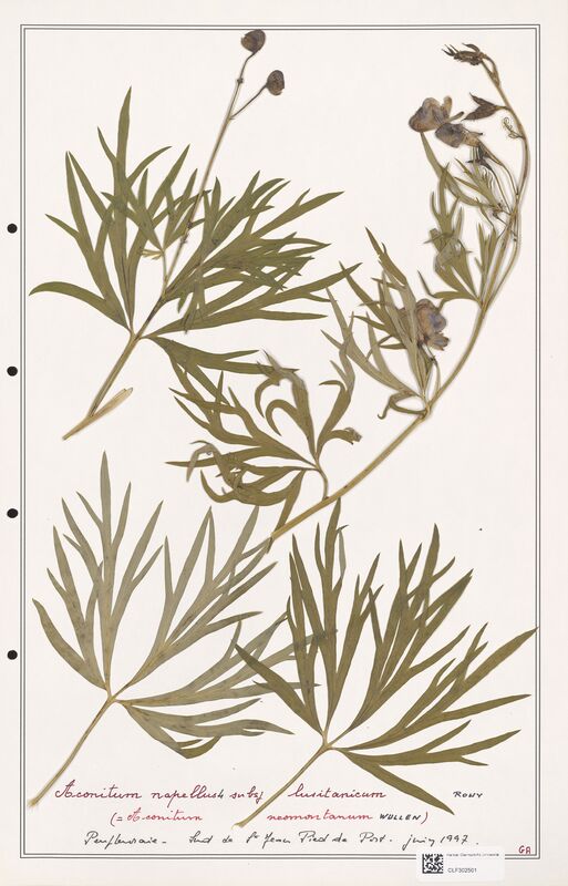 Aconitum napellus  (Ranunculaceae)