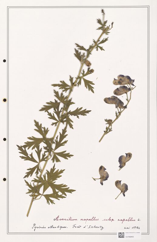 Aconitum napellus  (Ranunculaceae)