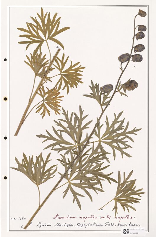 Aconitum napellus  (Ranunculaceae)