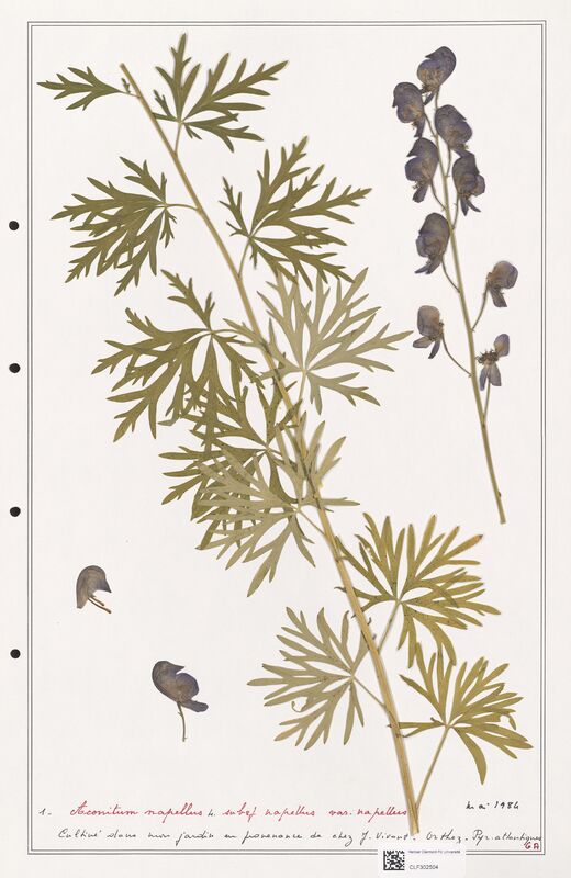 Aconitum napellus  (Ranunculaceae)