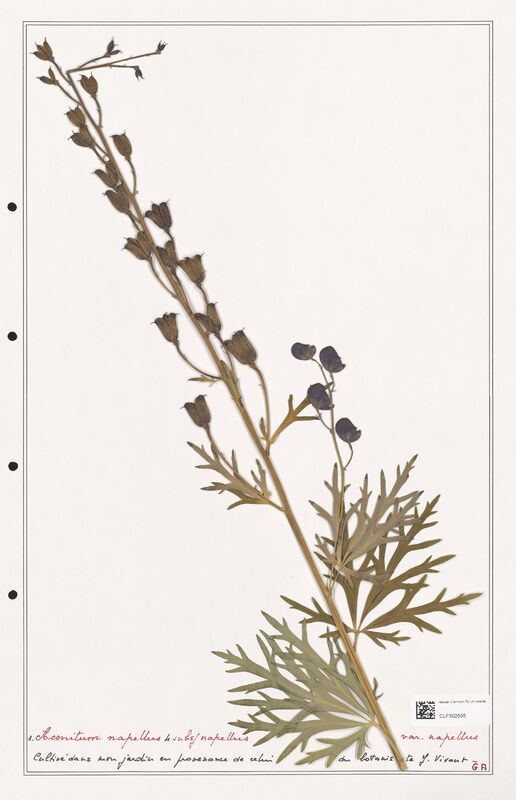 Aconitum napellus  (Ranunculaceae)