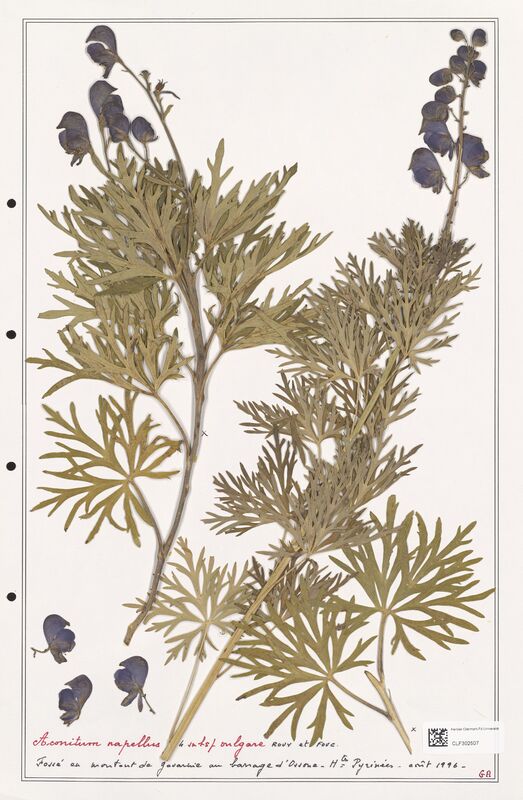 Aconitum napellus  (Ranunculaceae)