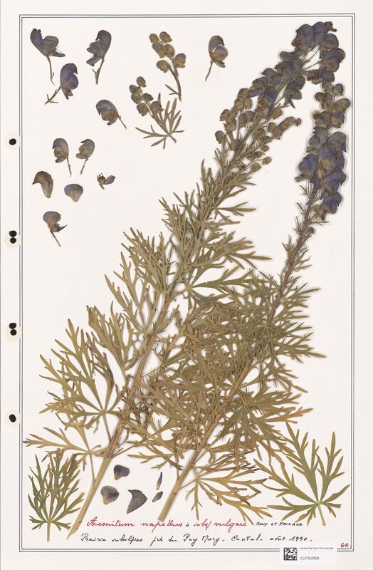 Aconitum napellus  (Ranunculaceae)