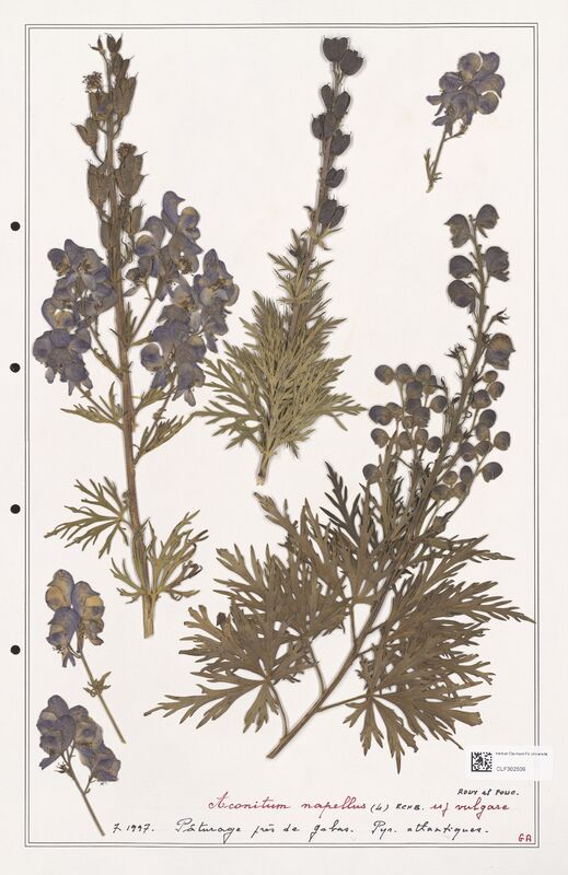 Aconitum napellus  (Ranunculaceae)