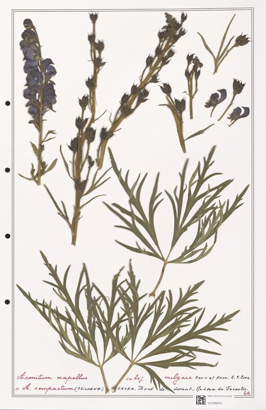 Aconitum napellus  (Ranunculaceae)