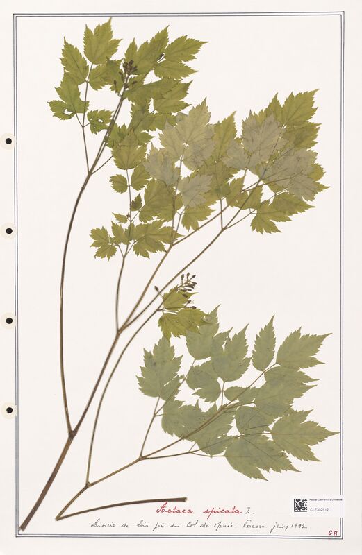 Actaea spicata  (Ranunculaceae)