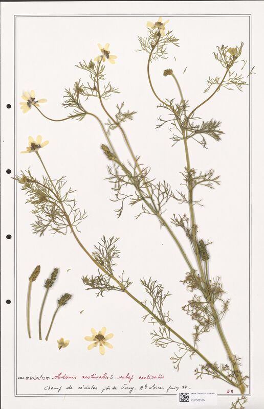 Adonis aestivalis  (Ranunculaceae)