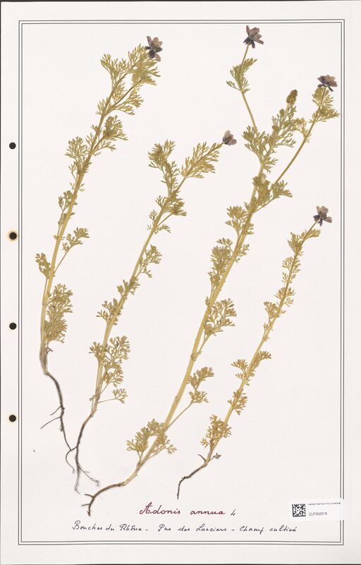 Adonis annua  (Ranunculaceae)