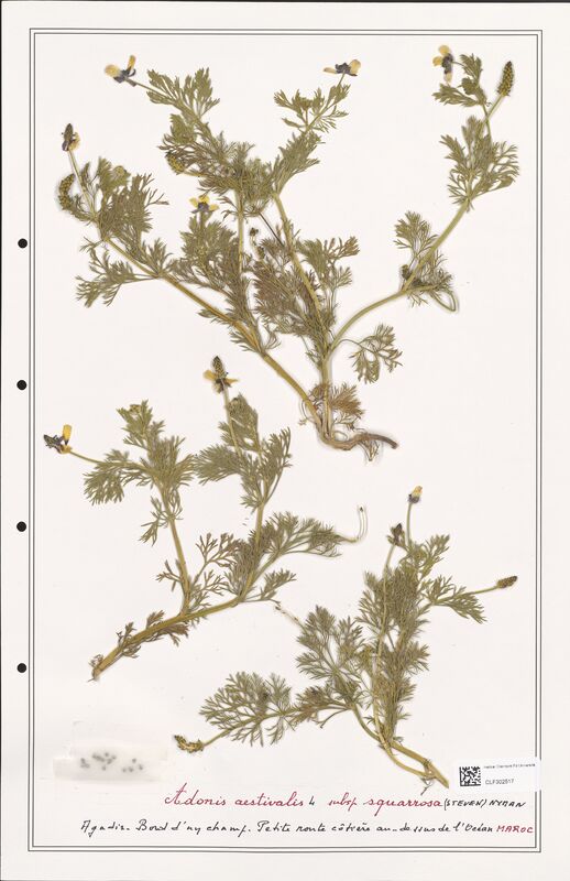 Adonis aestivalis  (Ranunculaceae)