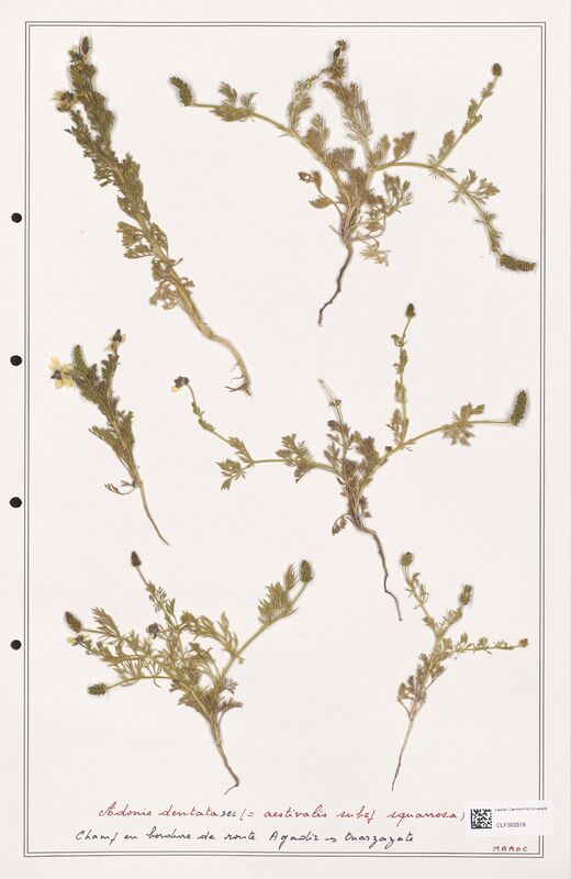 Adonis dentata  (Ranunculaceae)