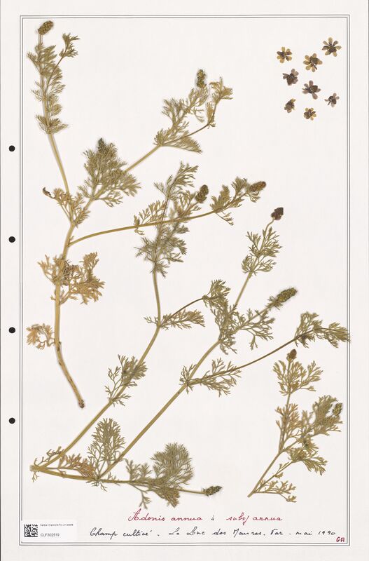 Adonis annua  (Ranunculaceae)