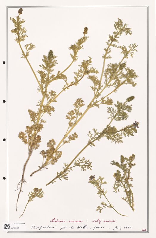 Adonis annua  (Ranunculaceae)