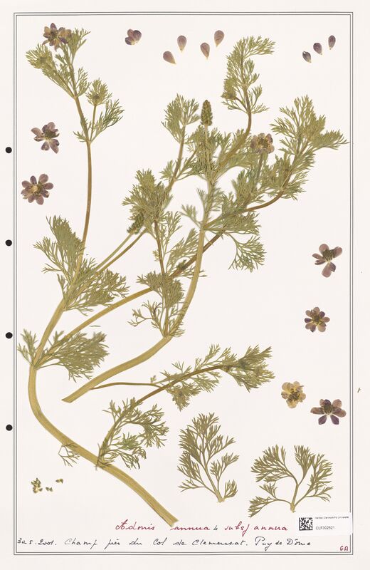 Adonis annua  (Ranunculaceae)