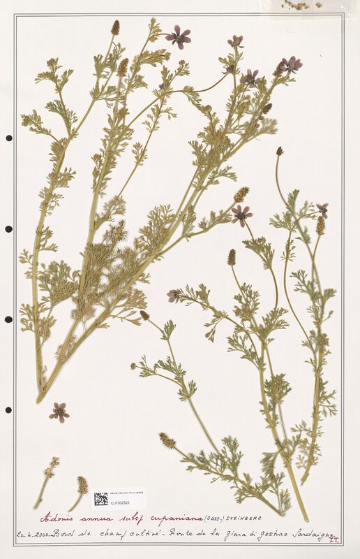 Adonis annua  (Ranunculaceae)