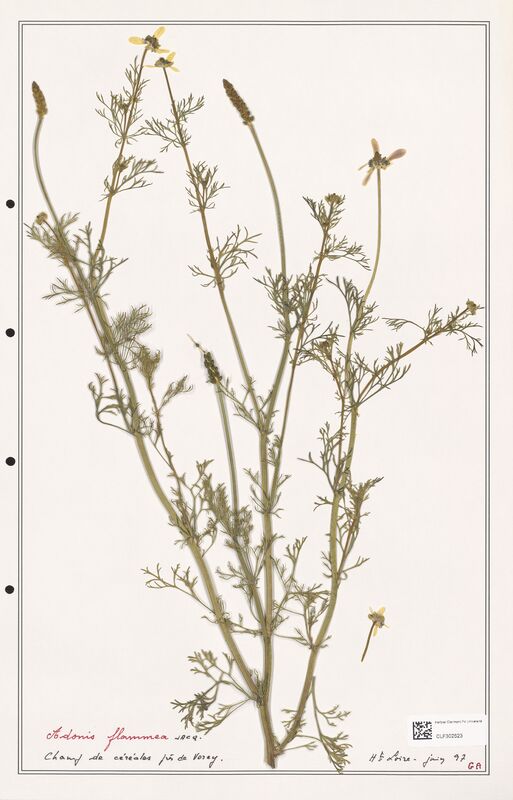 Adonis flammea  (Ranunculaceae)