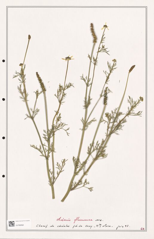 Adonis flammea  (Ranunculaceae)