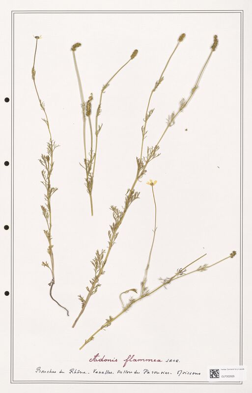 Adonis flammea  (Ranunculaceae)