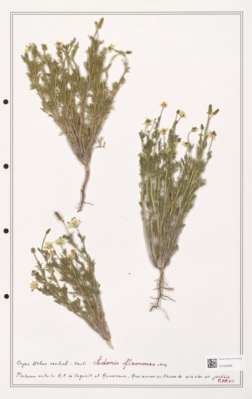 Adonis flammea  (Ranunculaceae)