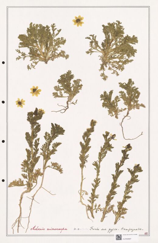 Adonis microcarpa  (Ranunculaceae)