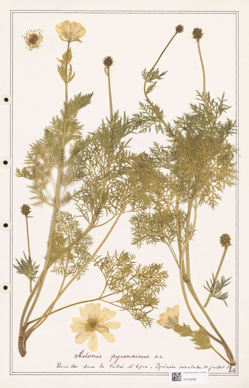 Adonis pyrenaicus  (Ranunculaceae)