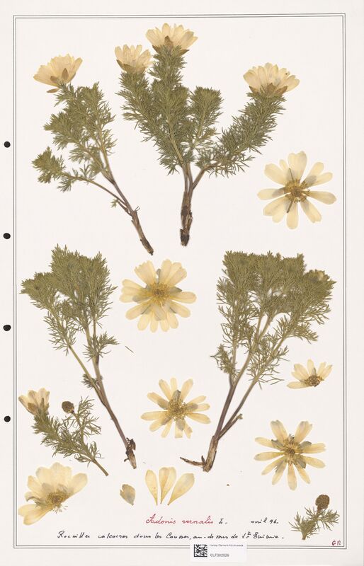 Adonis vernalis  (Ranunculaceae)