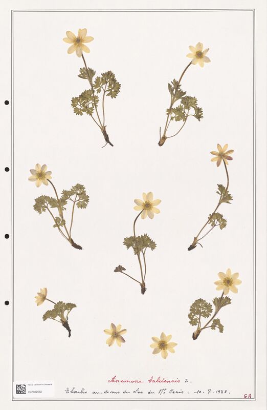 Anemone baldensis  (Ranunculaceae)