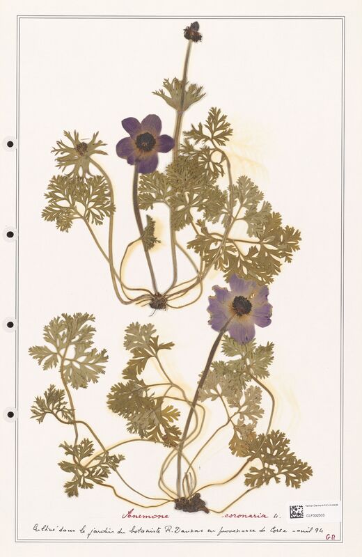 Anemone coronaria  (Ranunculaceae)