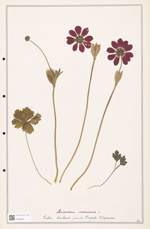 Anemone coronaria  (Ranunculaceae)