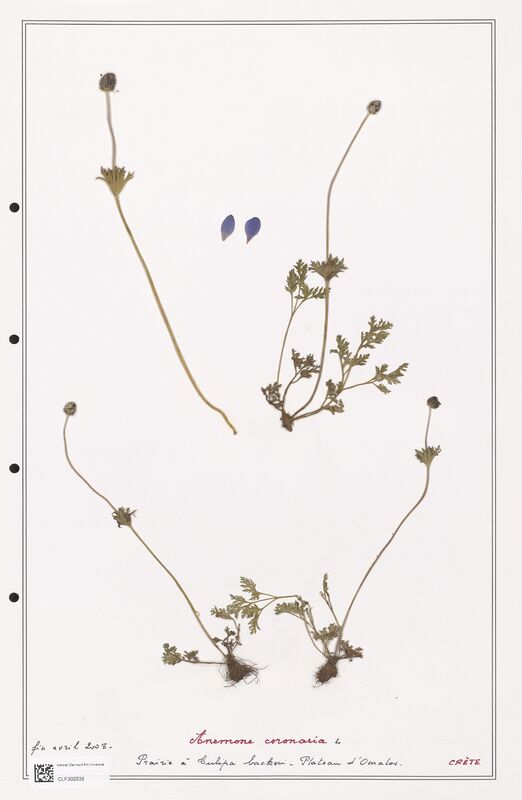 Anemone coronaria  (Ranunculaceae)