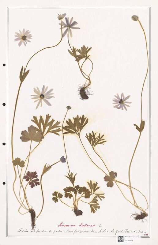 Anemone hortensis  (Ranunculaceae)