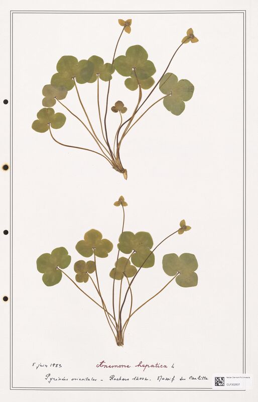 Anemone hepatica  (Ranunculaceae)