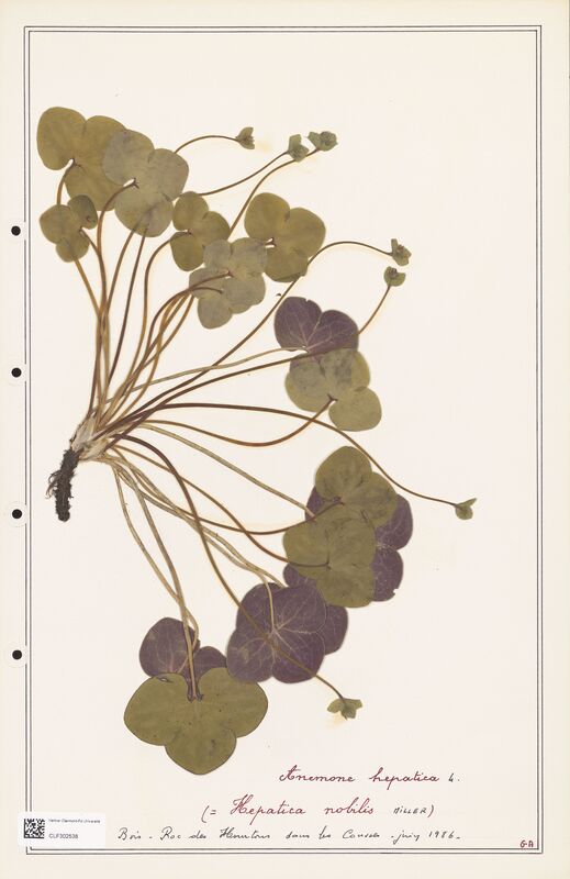 Anemone hepatica  (Ranunculaceae)