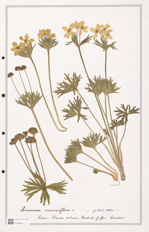 Anemone narcissiflora  (Ranunculaceae)