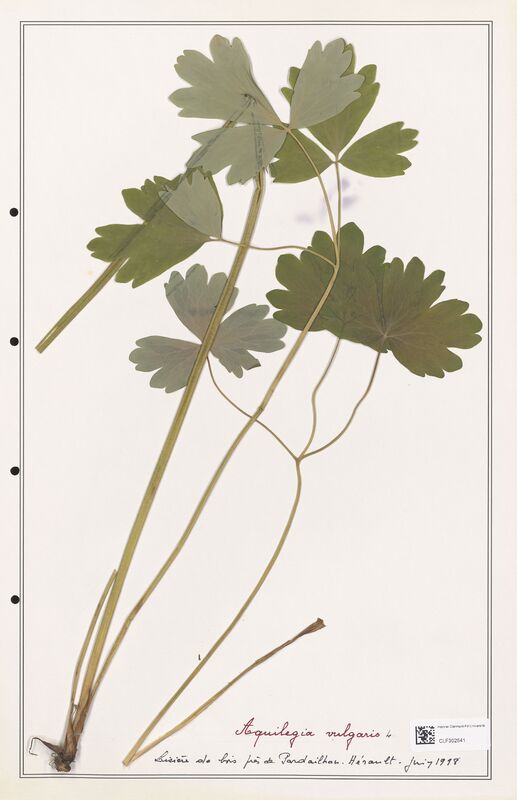 Aquilegia vulgaris  (Ranunculaceae)