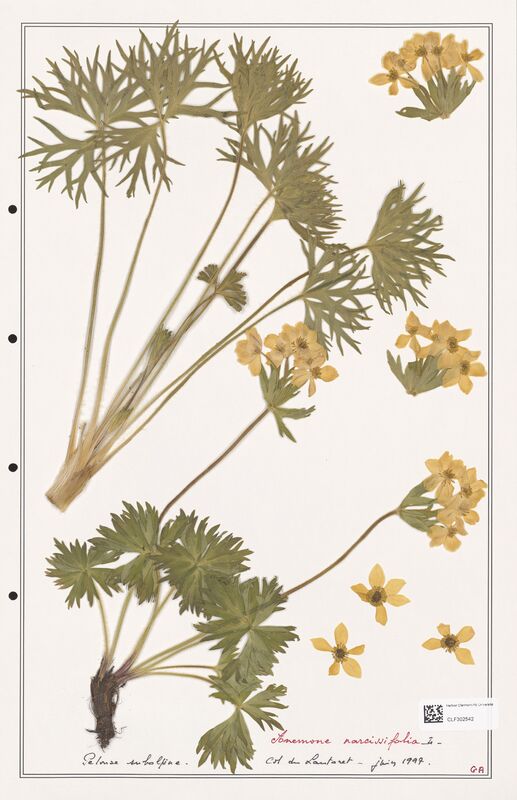 Anemone narcissiflora  (Ranunculaceae)