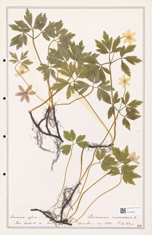 Anemone nemorosa  (Ranunculaceae)